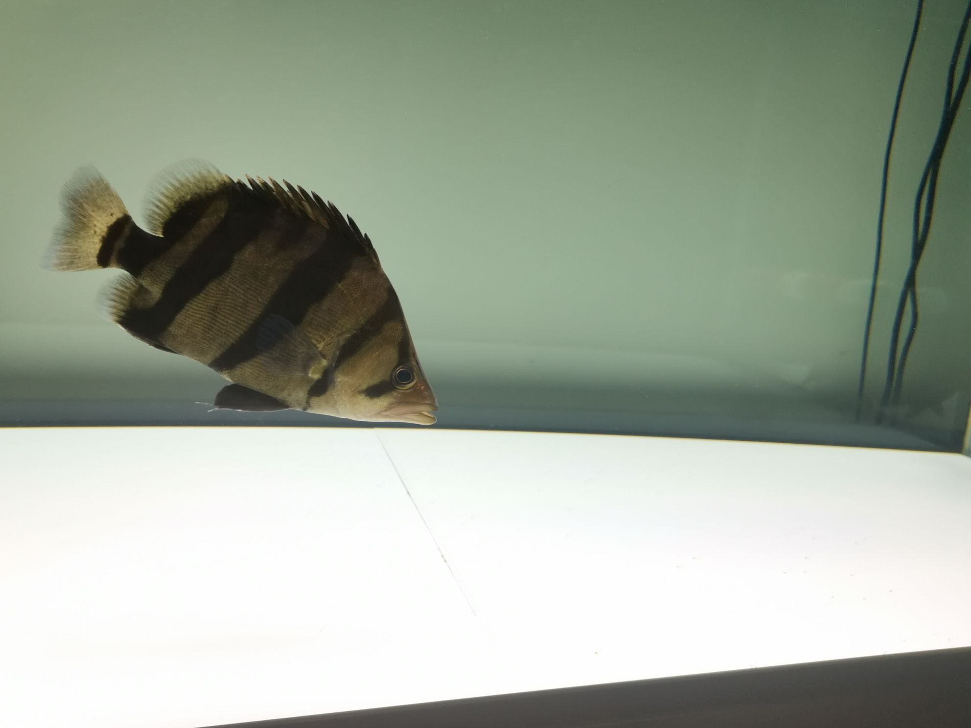常州水族館各位早（常州水族館各位早,看下魚，上班去!）