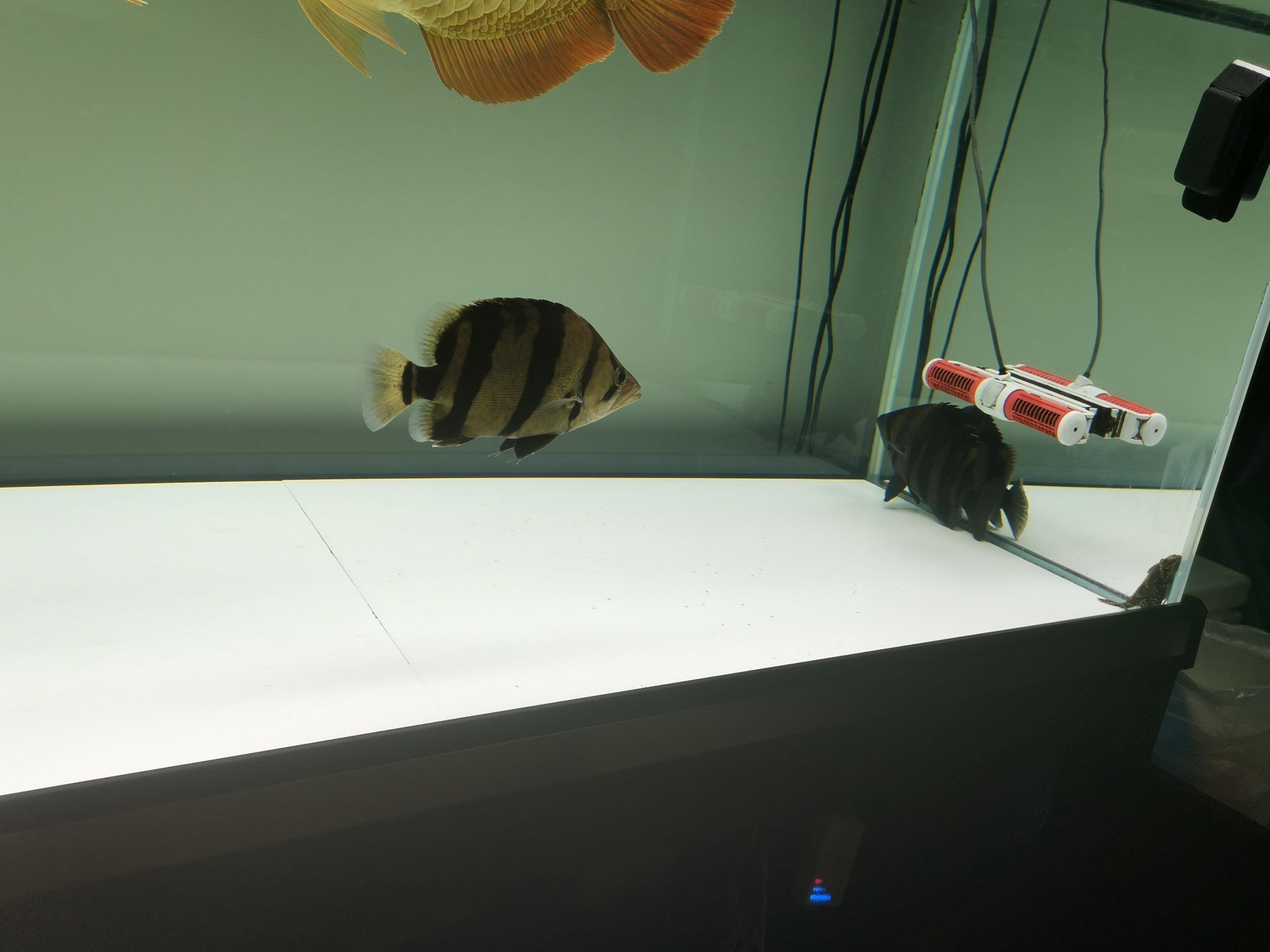 常州水族館各位早（常州水族館各位早,看下魚，上班去!）