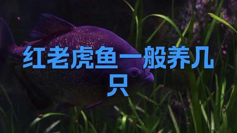 紅老虎魚好養嗎（紅老虎魚是否容易飼養）