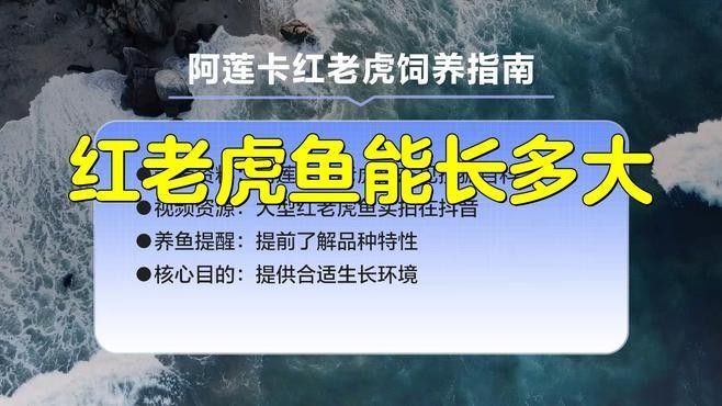 紅老虎魚好養嗎（紅老虎魚是否容易飼養）