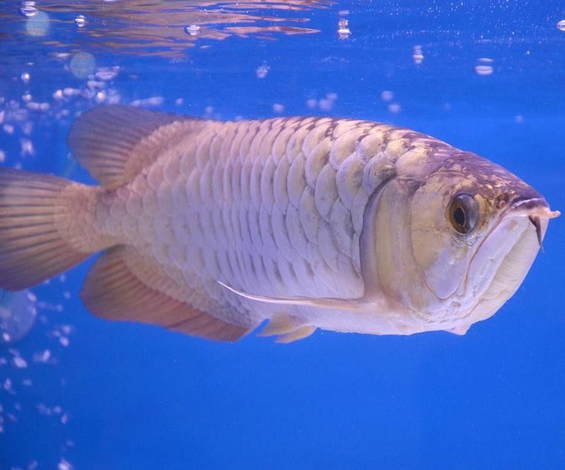 西陵紅龍魚是雜牌子嗎（西陵紅龍魚屬于雜牌子嗎？）