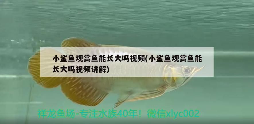 小鯊魚觀賞魚能長大嗎視頻(小鯊魚觀賞魚能長大嗎視頻講解)（小鯊魚觀賞魚能長大嗎）