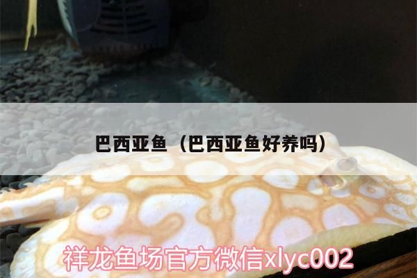 巴西亞魚（巴西亞魚好養(yǎng)嗎）（巴西亞魚好養(yǎng)嗎、巴西亞魚好養(yǎng)嗎）