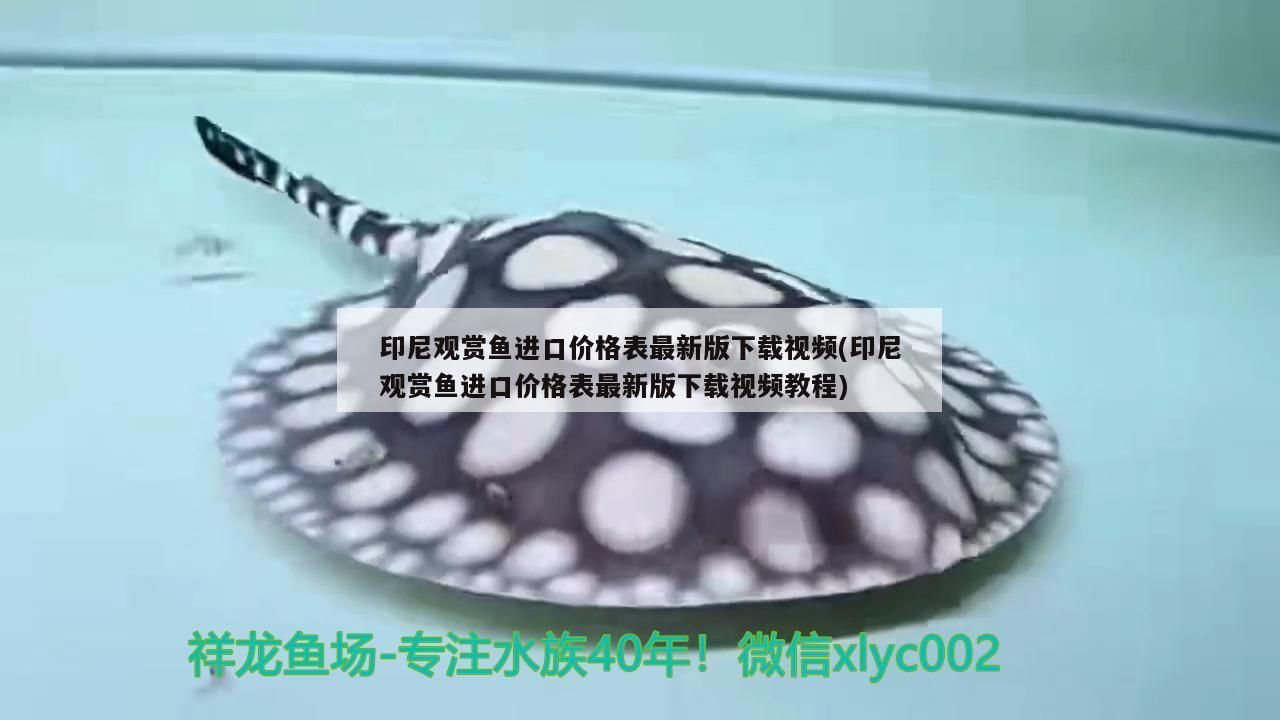 龍魚 印尼觀賞魚進口價格表最新版下載視頻(印尼觀賞魚進口價格表最新版下載視頻教程) 觀賞魚百科 印尼觀賞魚進口價格表最新版下載視頻(印尼觀賞魚進口價格表最新版下載視頻教程) 印尼觀賞魚進口價格表最新版下載視頻(印尼觀賞魚進口價格表最新版下載視頻教程) 觀賞魚百科