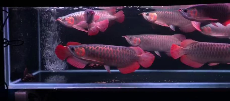 美洲龍魚市場價格（-美洲龍魚市場價格通常受哪些因素影響）