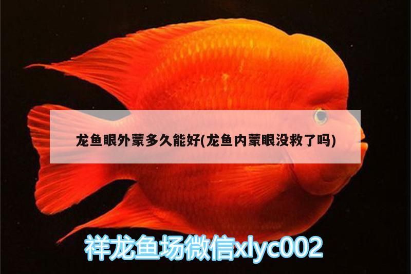 龍魚眼外蒙多久能好(龍魚內蒙眼沒救了嗎)（關于龍魚眼外蒙多久能好）