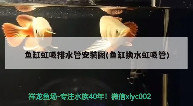 魚缸虹吸排水管安裝圖(魚缸換水虹吸管)（魚缸虹吸排水管安裝圖）