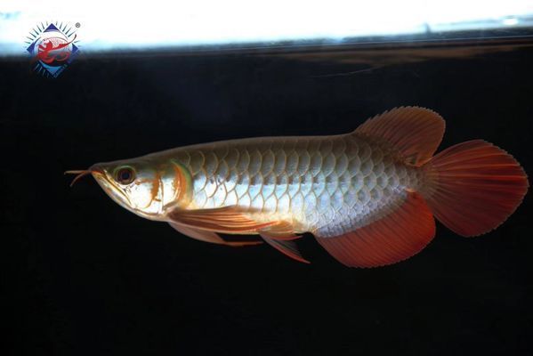 阿里龍魚專賣店：珠海龍魚專賣店如何選擇