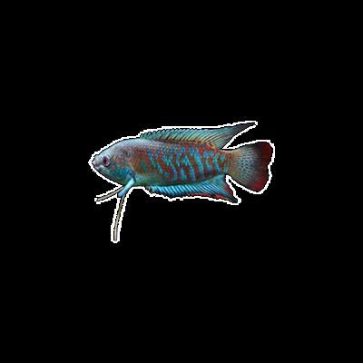 阿里龍魚專賣店：珠海龍魚專賣店如何選擇