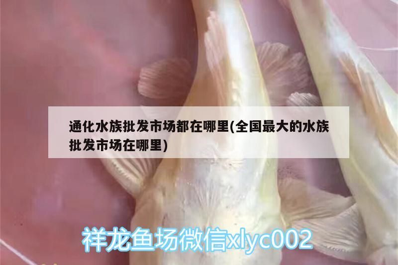 <strong><mark>通化</mark></strong>水族批發市場都在哪里(全國最大的水族批發市場在哪里)（北京<strong><mark>通化</mark></strong>水族批發市場在哪里，<strong><mark>通化</mark></strong>水族批發市場在哪里）