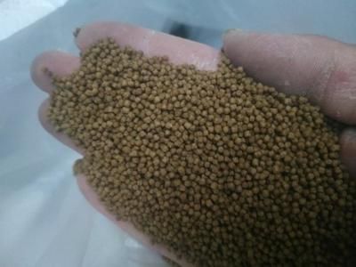 白子銀版魚苗飼料品牌推薦，標題：白子銀版魚苗飼料品牌推薦