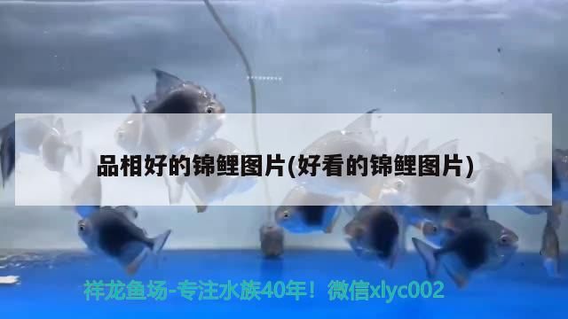 品相好的錦鯉圖片(好看的錦鯉圖片)