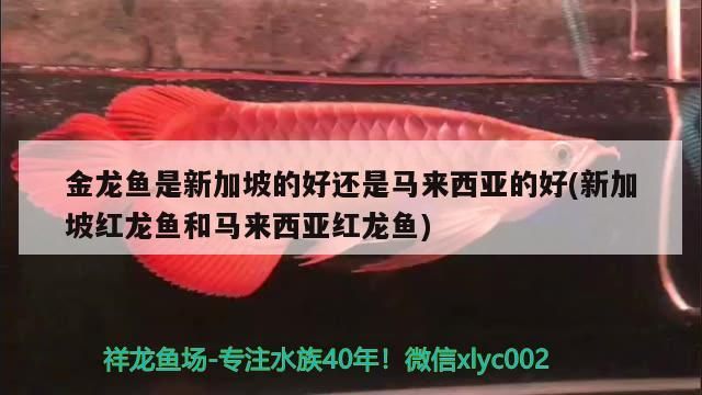 金龍魚是新加坡的好還是馬來西亞的好(新加坡紅龍魚和馬來西亞紅龍魚)（新加坡金龍魚和馬來西亞紅龍魚養殖場的品種多樣性）