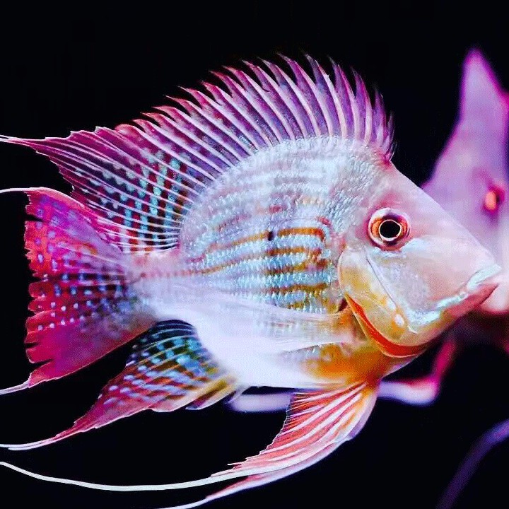 龍魚之路玩家感言（《龍魚之路》朋友圈轉載一則關于幸福感的帖子）