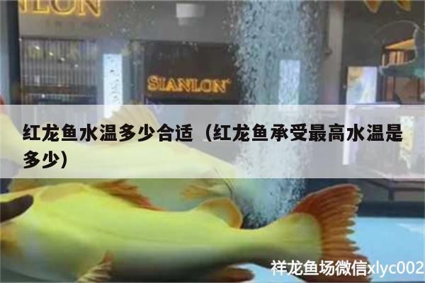 紅龍魚水溫多少合適（紅龍魚承受最高水溫是多少）（養殖紅龍魚的注意事項）
