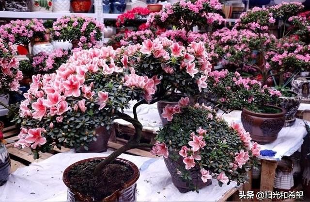 許昌觀賞魚批發市場