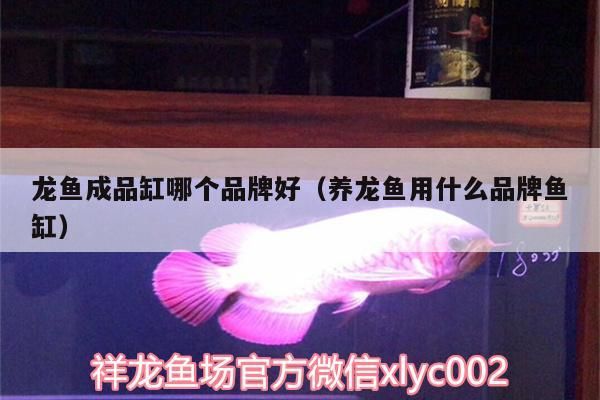 龍魚成品缸哪個品牌好（養(yǎng)龍魚用什么品牌魚缸）（養(yǎng)龍魚什么牌子的魚缸好）