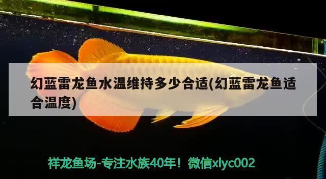 幻藍雷龍魚水溫維持多少合適(幻藍雷龍魚適合溫度)（幻藍雷龍魚水溫維持多少合適）