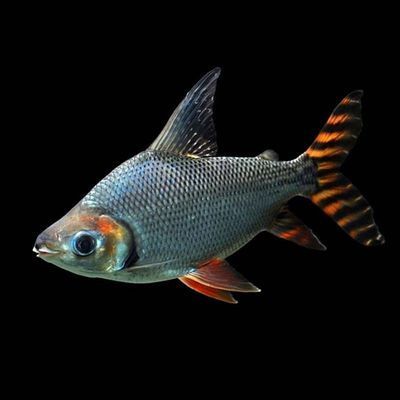 龍利魚和龍魚的區(qū)別是什么，龍利魚和龍魚在價(jià)格上有何不同？