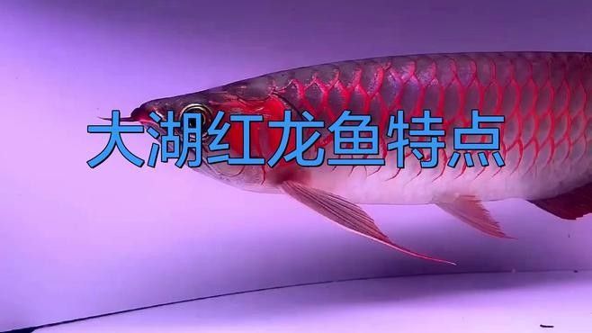 河東紅龍魚的功效與作用