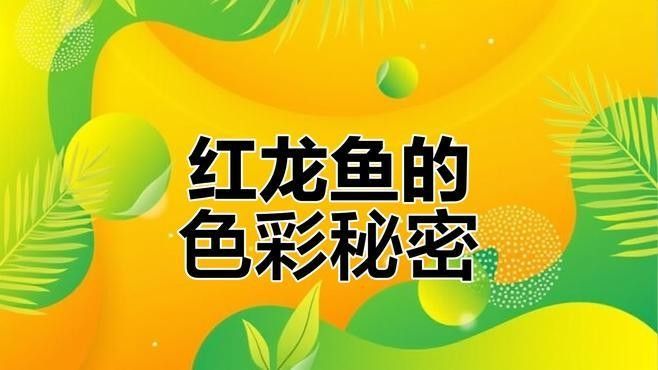 河東紅龍魚的功效與作用