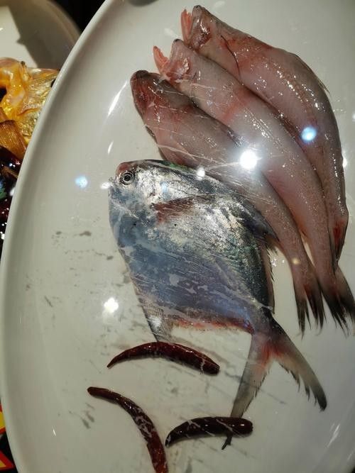 平魯龍魚屬于雜牌子嗎（“平魯龍魚”是否屬于雜牌子，平魯龍魚有哪些型號推薦）