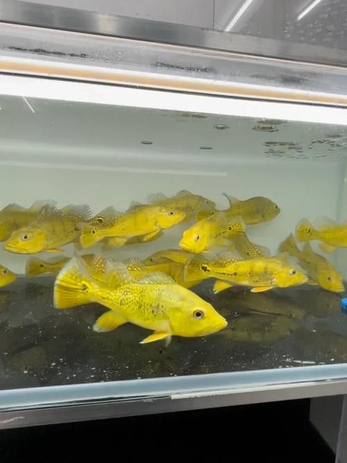 平魯龍魚屬于雜牌子嗎（“平魯龍魚”是否屬于雜牌子，平魯龍魚有哪些型號推薦）