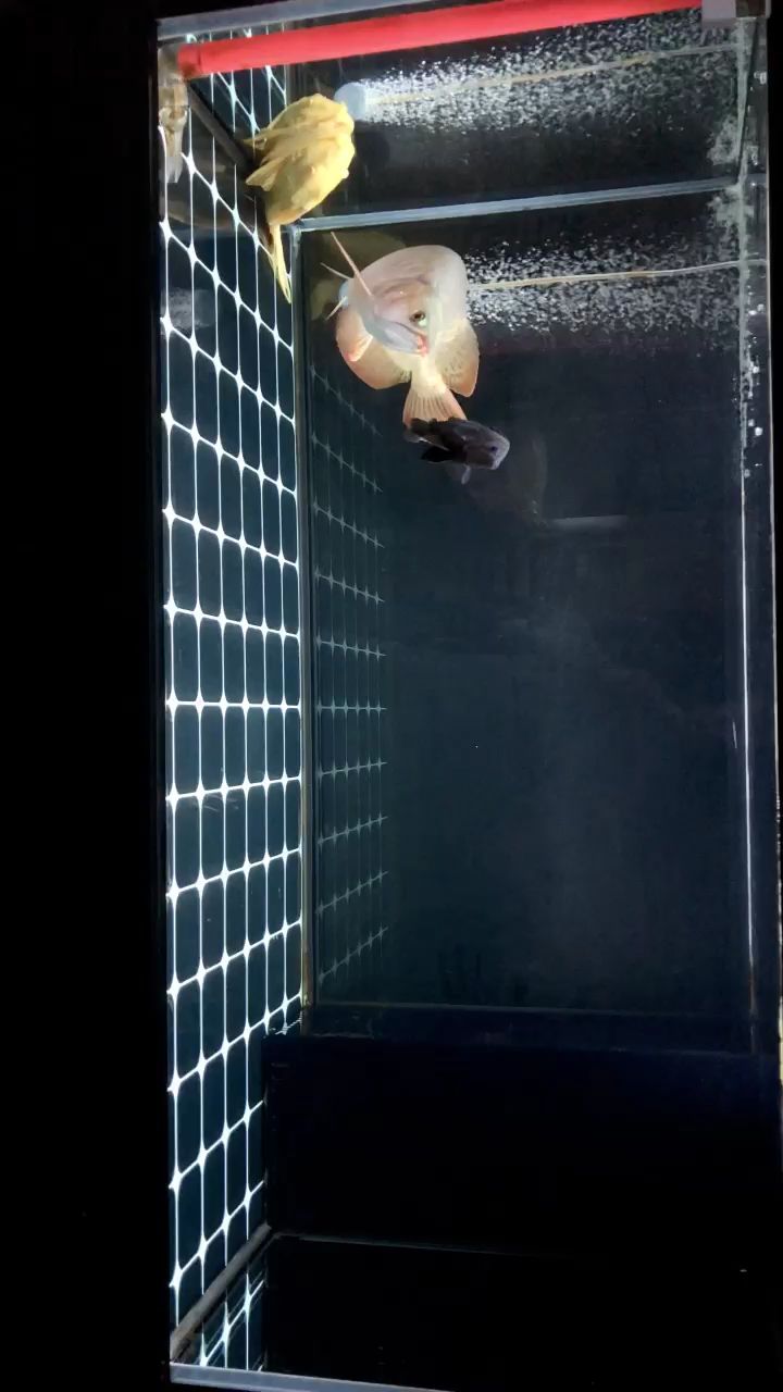 張家界水族館:關于戰車體型的紅龍理解（關于紅龍的一些觀點）