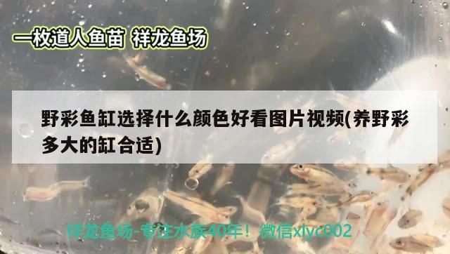張家界水族館:關于戰車體型的紅龍理解（關于紅龍的一些觀點）