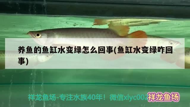 張家界水族館:關于戰車體型的紅龍理解（關于紅龍的一些觀點）