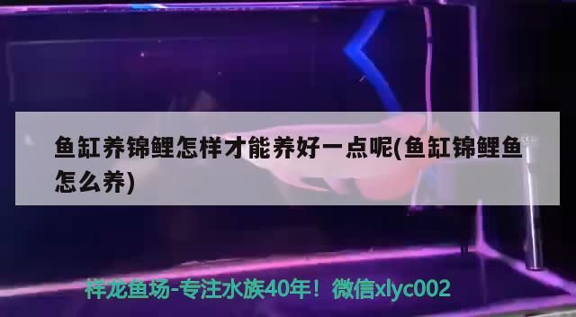 張家界水族館:關于戰車體型的紅龍理解（關于紅龍的一些觀點）