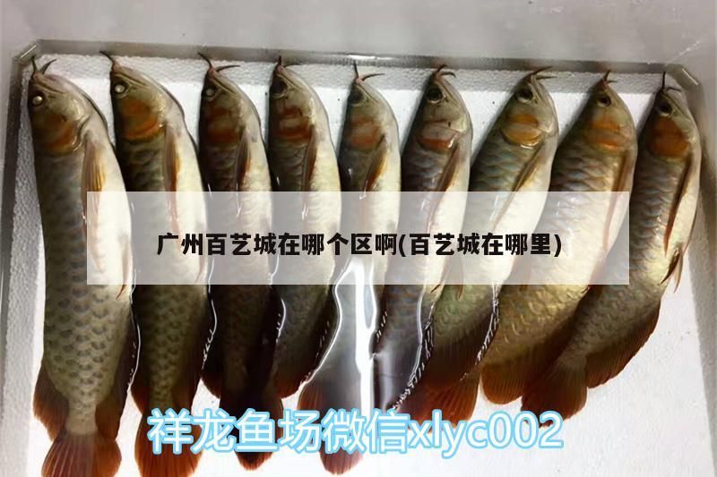 廣州百藝城在哪個區啊(百藝城在哪里)（2020首屆廣州百藝城年貨展銷會暨廣州百藝城年貨展銷會）