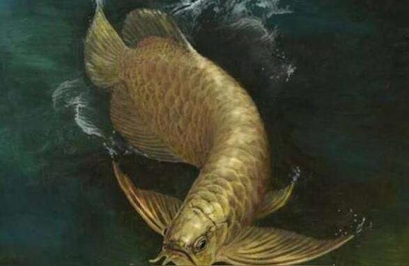 一般金龍魚價(jià)格表:紅金龍魚和金龍魚哪個(gè)貴（紅金龍魚價(jià)格表，）