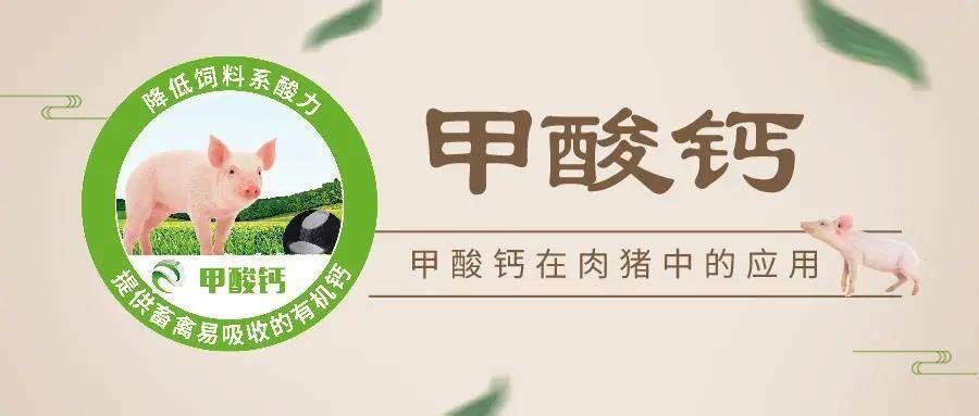 金龍魚和銀龍哪個貴一點：金龍魚和銀龍哪個更貴一些？