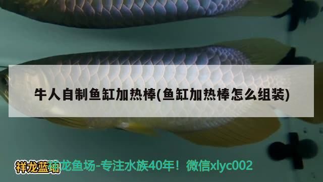 牛人自制魚缸加熱棒(魚缸加熱棒怎么組裝)（牛人自制魚缸加熱棒）