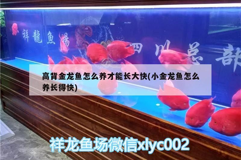 高背金龍魚(yú)怎么養(yǎng)才能長(zhǎng)大快(小金龍魚(yú)怎么養(yǎng)長(zhǎng)得快)