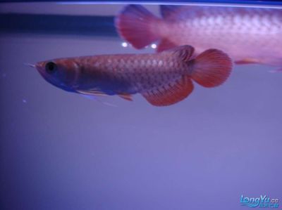 龍魚(yú)適合用什么燈養(yǎng)（龍魚(yú)飼養(yǎng)中合適的燈光對(duì)于促進(jìn)其生長(zhǎng)和發(fā)色至關(guān)重要）