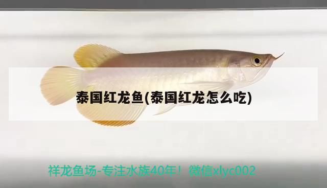 泰國紅龍魚(泰國紅龍怎么吃)（泰國紅龍魚的風水學應用）