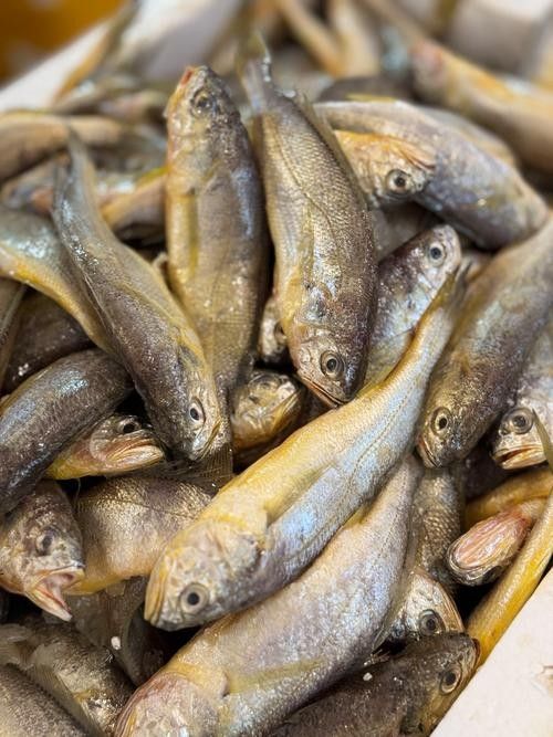 黃梅觀賞魚（黃梅觀賞魚的習性介紹和飼養方法和習性介紹）