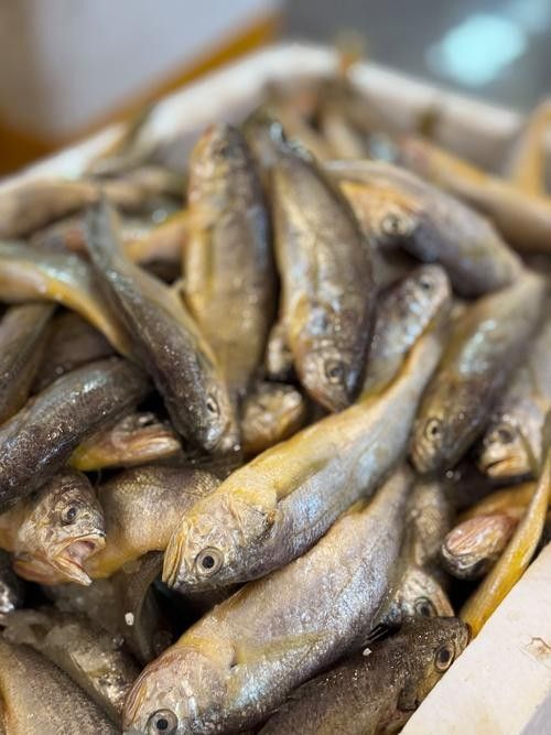 黃梅觀賞魚（黃梅觀賞魚的習性介紹和飼養方法和習性介紹）