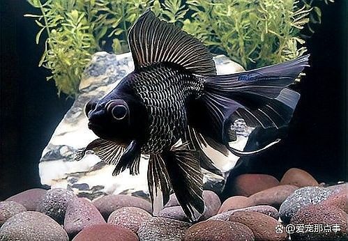 黃梅觀賞魚（黃梅觀賞魚的習性介紹和飼養方法和習性介紹）
