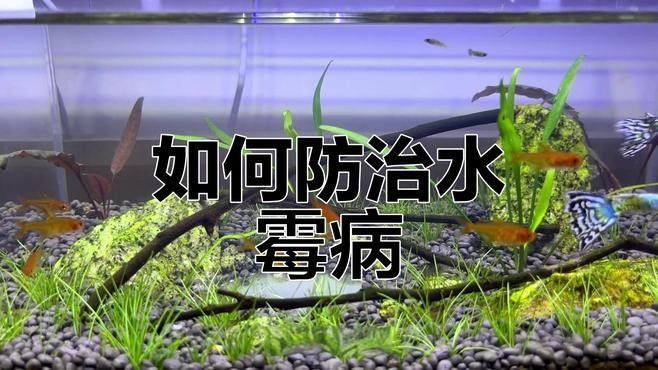 黃梅觀賞魚（黃梅觀賞魚的習性介紹和飼養方法和習性介紹）