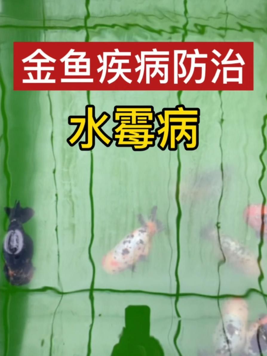 黃梅觀賞魚（黃梅觀賞魚的習性介紹和飼養方法和習性介紹）