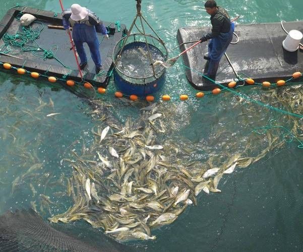 黃梅觀賞魚（黃梅觀賞魚的習性介紹和飼養方法和習性介紹）