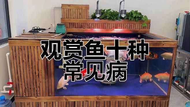 黃梅觀賞魚（黃梅觀賞魚的習性介紹和飼養方法和習性介紹）