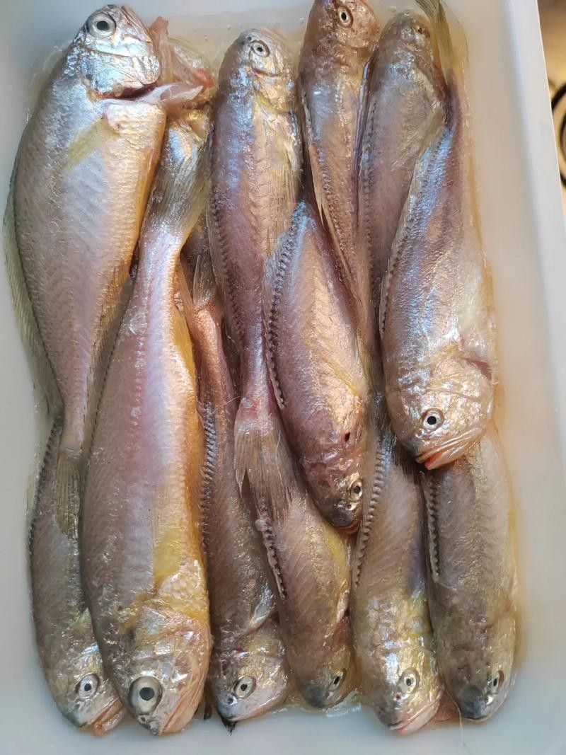黃梅觀賞魚（黃梅觀賞魚的習性介紹和飼養方法和習性介紹）