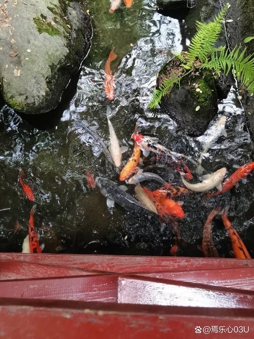 黃梅觀賞魚（黃梅觀賞魚的習性介紹和飼養方法和習性介紹）