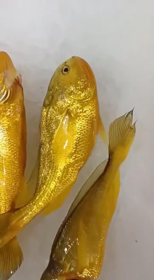 黃梅觀賞魚（黃梅觀賞魚的習性介紹和飼養方法和習性介紹）
