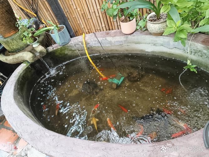 黃梅觀賞魚（黃梅觀賞魚的習性介紹和飼養方法和習性介紹）