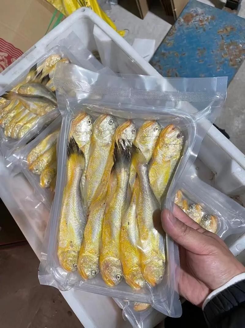 黃梅觀賞魚（黃梅觀賞魚的習性介紹和飼養方法和習性介紹）